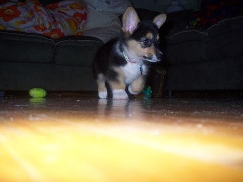 Pembroke Welsh Corgi