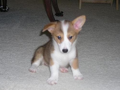 Pembroke Welsh Corgi