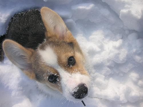Pembroke Welsh Corgi