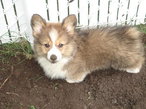 Pembroke Welsh Corgi