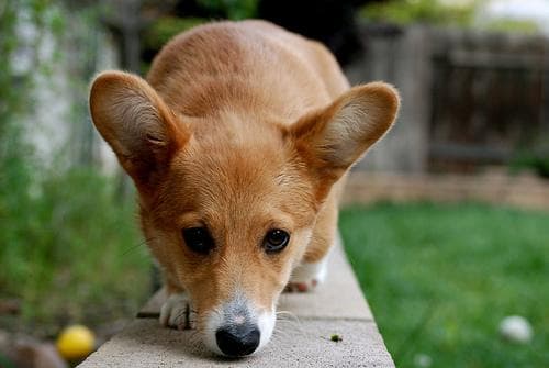 Pembroke Welsh Corgi