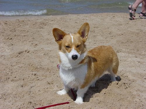 Pembroke Welsh Corgi