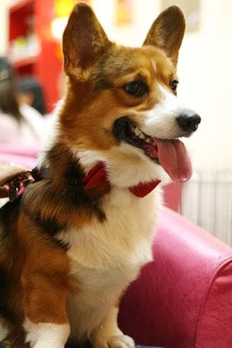 Pembroke Welsh Corgi