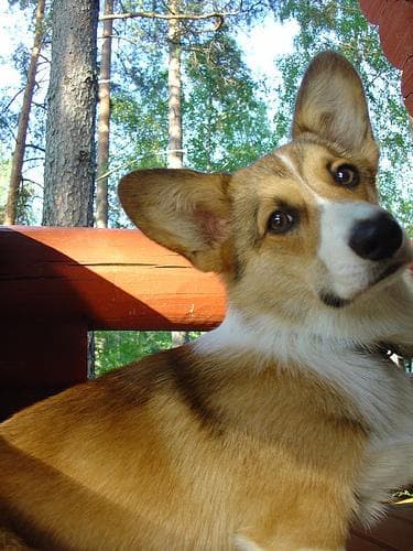 Pembroke Welsh Corgi