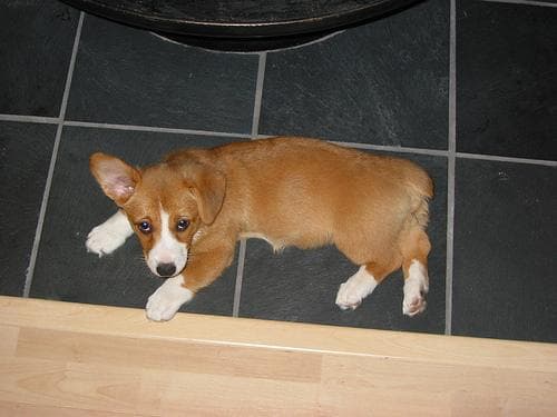 Pembroke Welsh Corgi