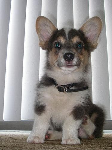 Pembroke Welsh Corgi
