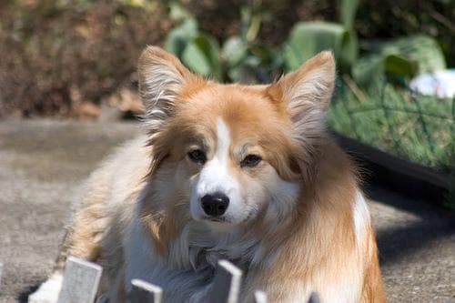 Pembroke Welsh Corgi
