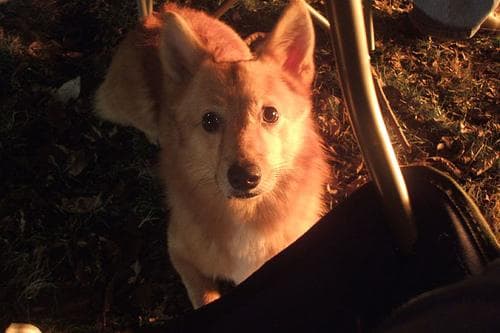 Pembroke Welsh Corgi