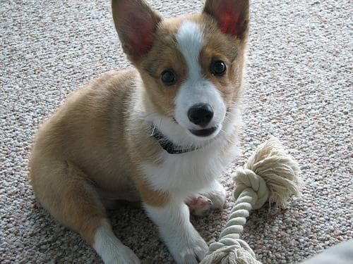 Pembroke Welsh Corgi