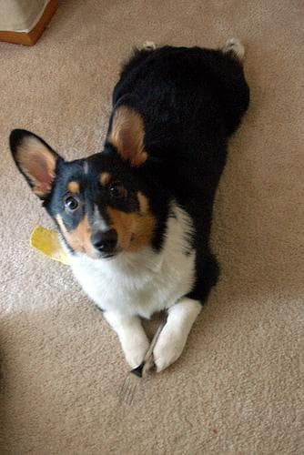 Pembroke Welsh Corgi