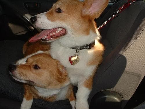 Pembroke Welsh Corgi
