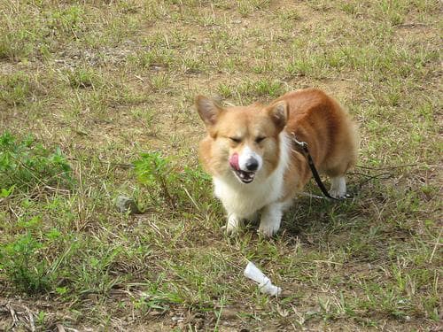 Pembroke Welsh Corgi