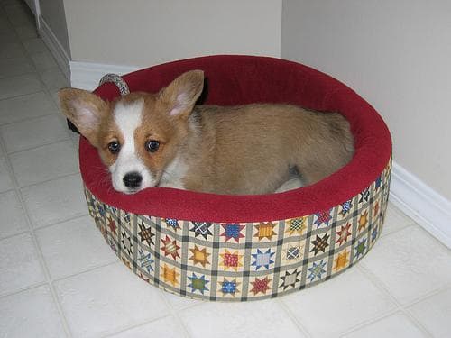 Pembroke Welsh Corgi