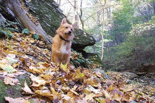 Pembroke Welsh Corgi