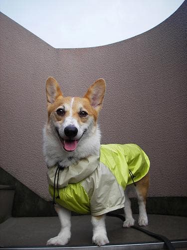 Pembroke Welsh Corgi