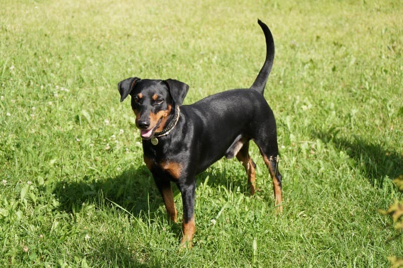 pinscher