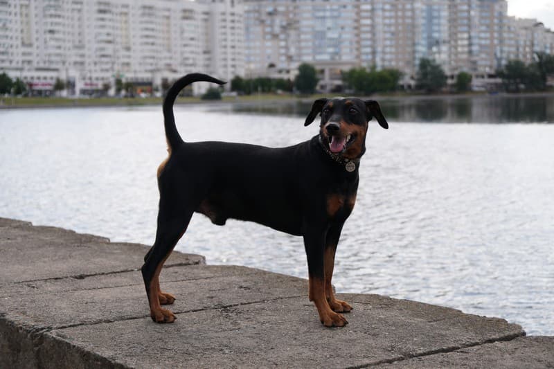 pinscher