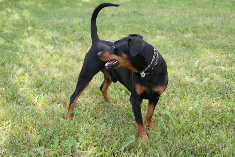 pinscher
