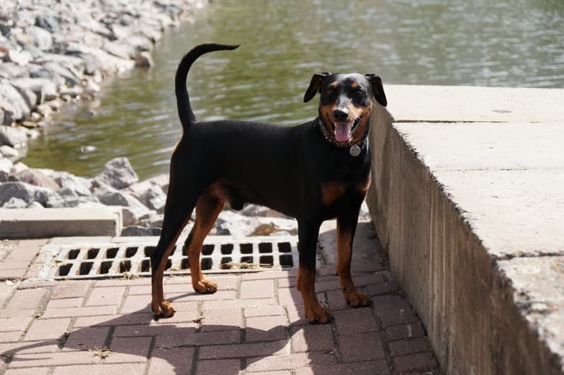 pinscher