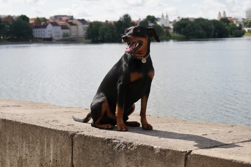 pinscher