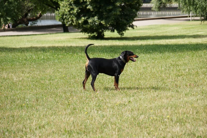 pinscher