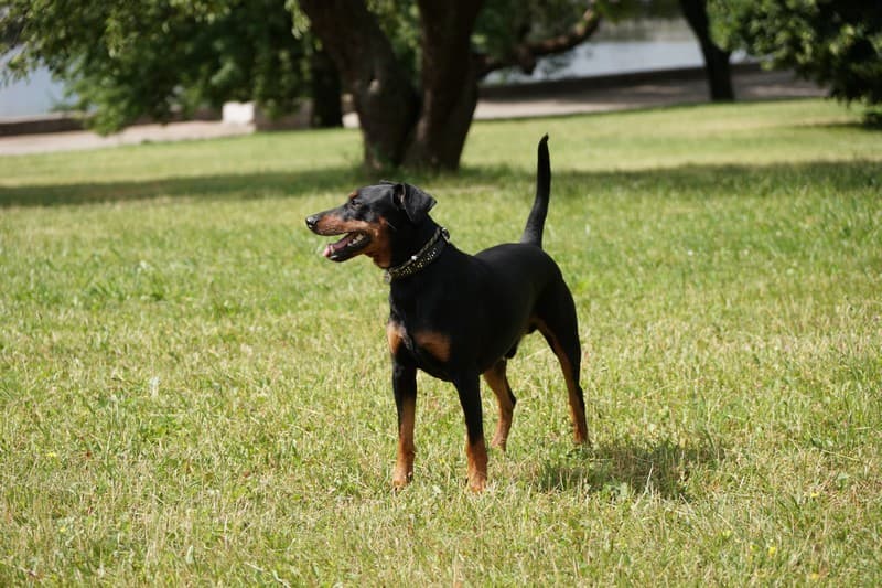 pinscher