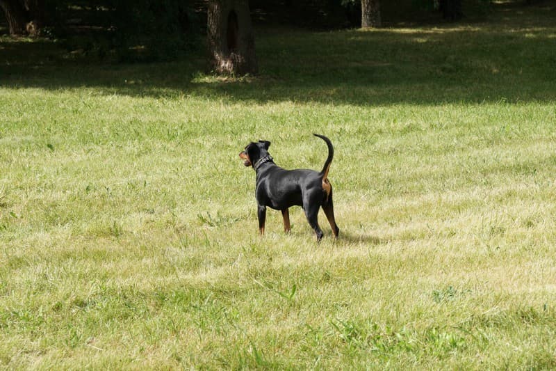 pinscher