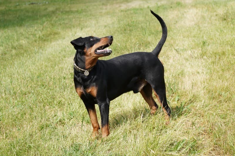 pinscher