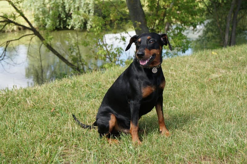pinscher
