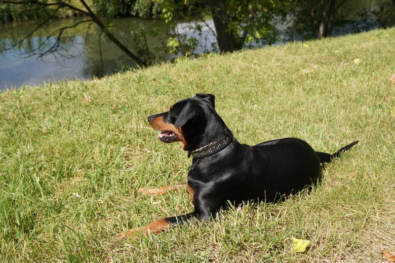 pinscher