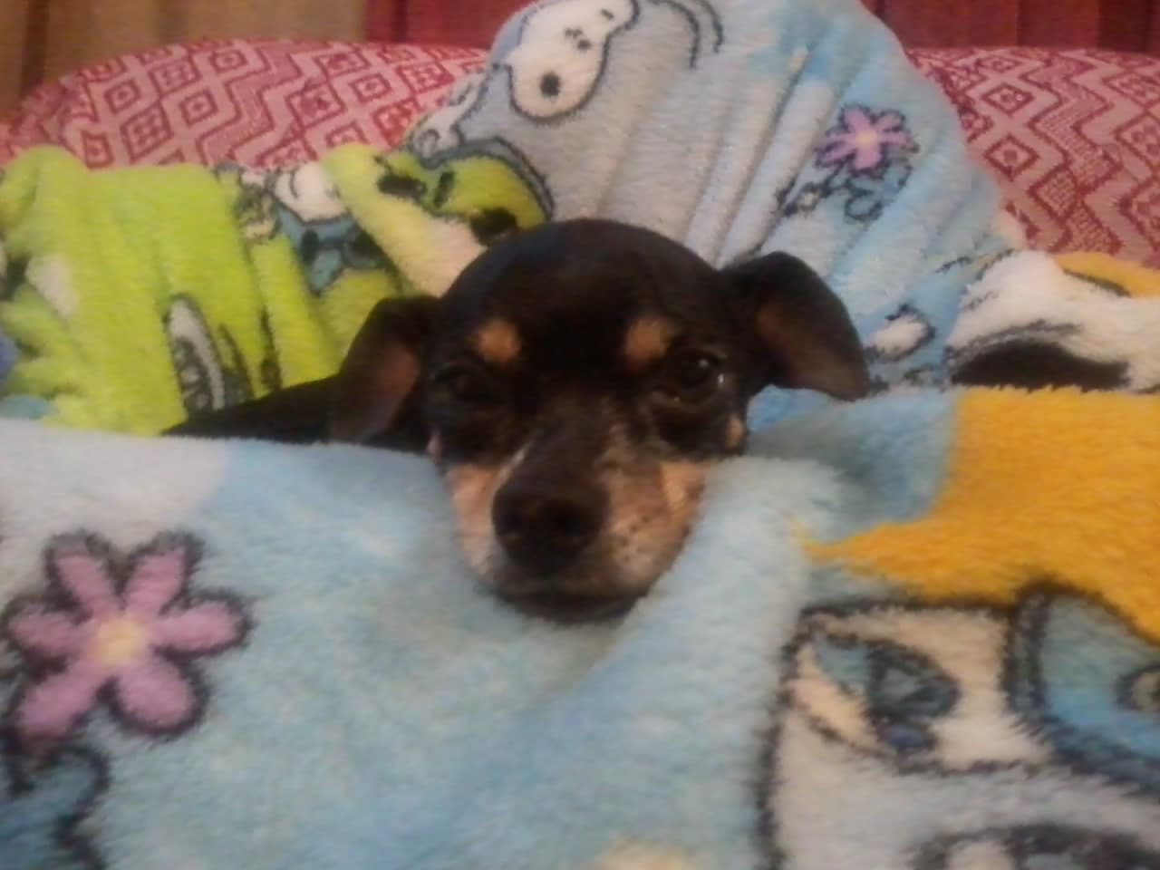 Miniature Pinscher