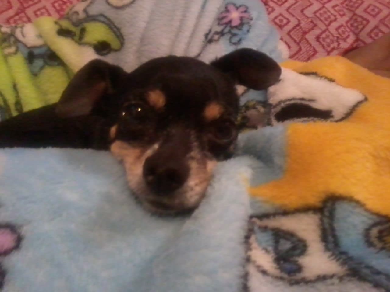 Miniature Pinscher