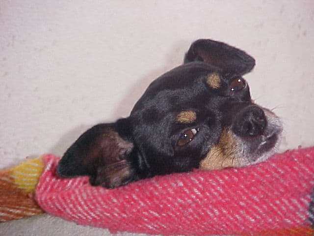 Miniature Pinscher
