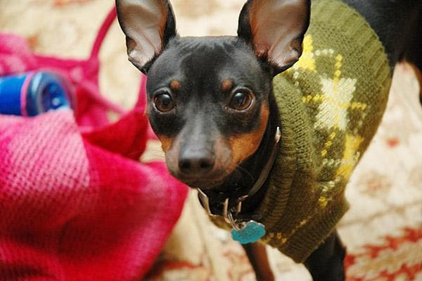 Miniature Pinscher