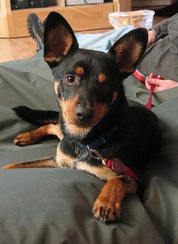 Miniature Pinscher
