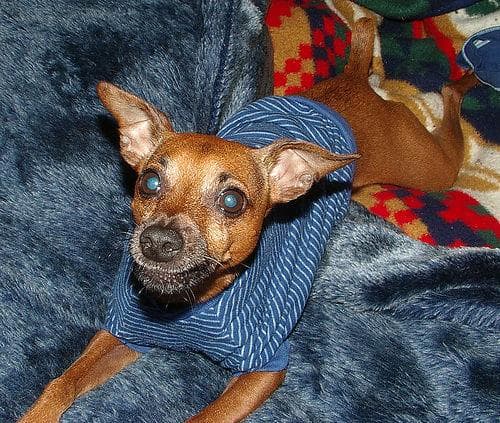 Miniature Pinscher