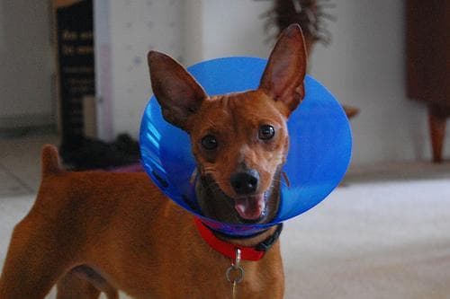 pinscher