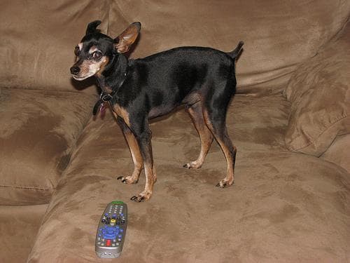 Miniature Pinscher