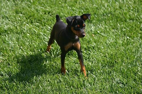 pinscher