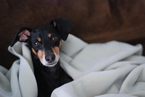 Miniature Pinscher