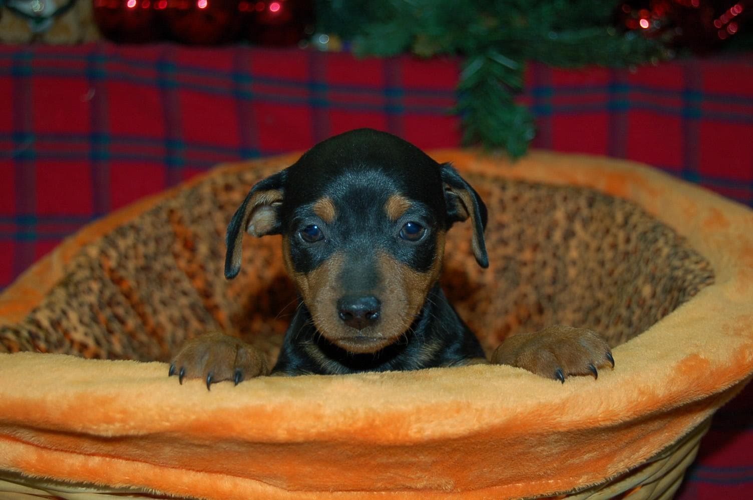 pinscher