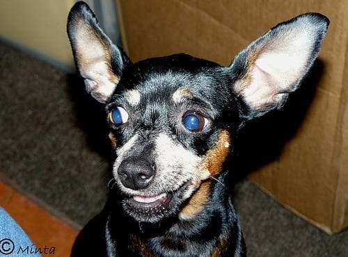 Miniature Pinscher