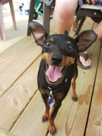 pinscher