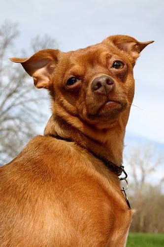 pinscher