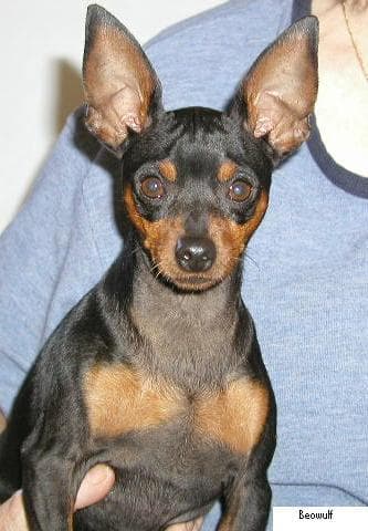 pinscher