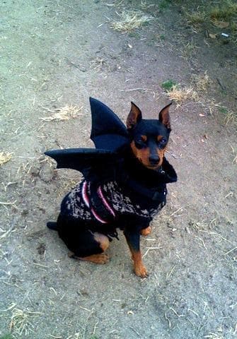 pinscher