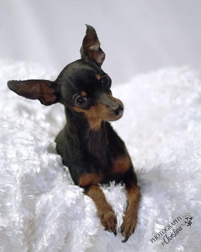 Miniature Pinscher