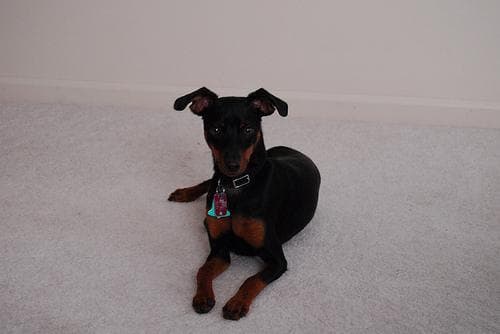 pinscher