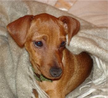 Miniature Pinscher
