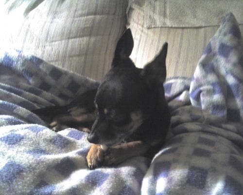 Miniature Pinscher